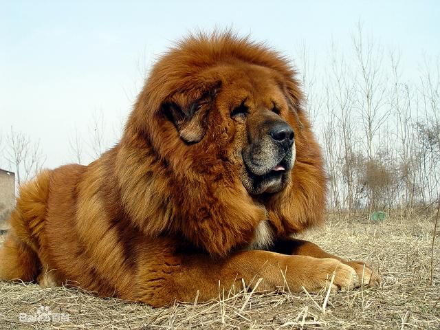 食物对藏獒健康的影响