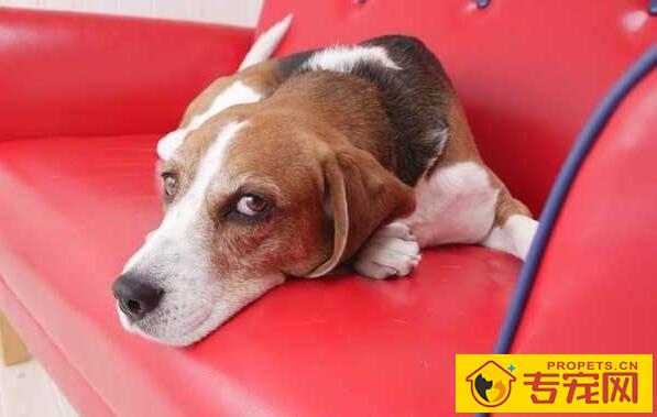 犬细小病毒的症状及治疗方法【家长们要掌握】 犬细小病毒的症状及治疗方法【家长们要掌握】