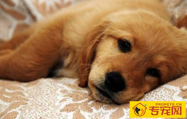 犬细小病毒的症状及治疗方法【家长们要掌握】 犬细小病毒的症状及治疗方法【家长们要掌握】