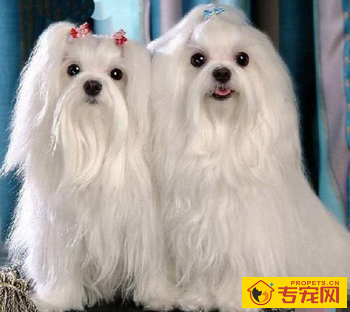 马尔济斯的形态特征 该犬是温和的小犬