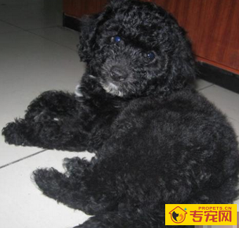 葡萄牙水犬的形态特征 该犬水性很好