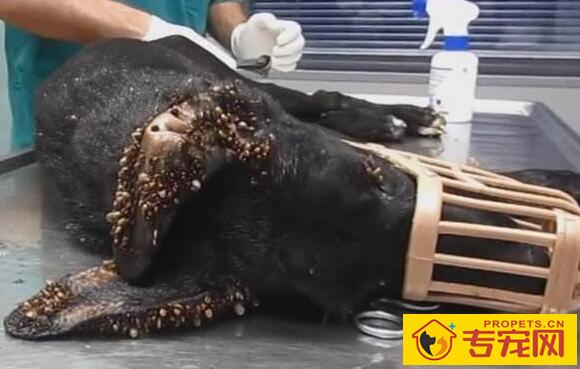 蜱虫叮咬后的症状及治疗方法【家长须知】 蜱虫叮咬后的症状及治疗方法【家长须知】