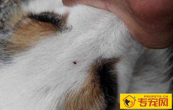 蜱虫叮咬后的症状及治疗方法【家长须知】 蜱虫叮咬后的症状及治疗方法【家长须知】