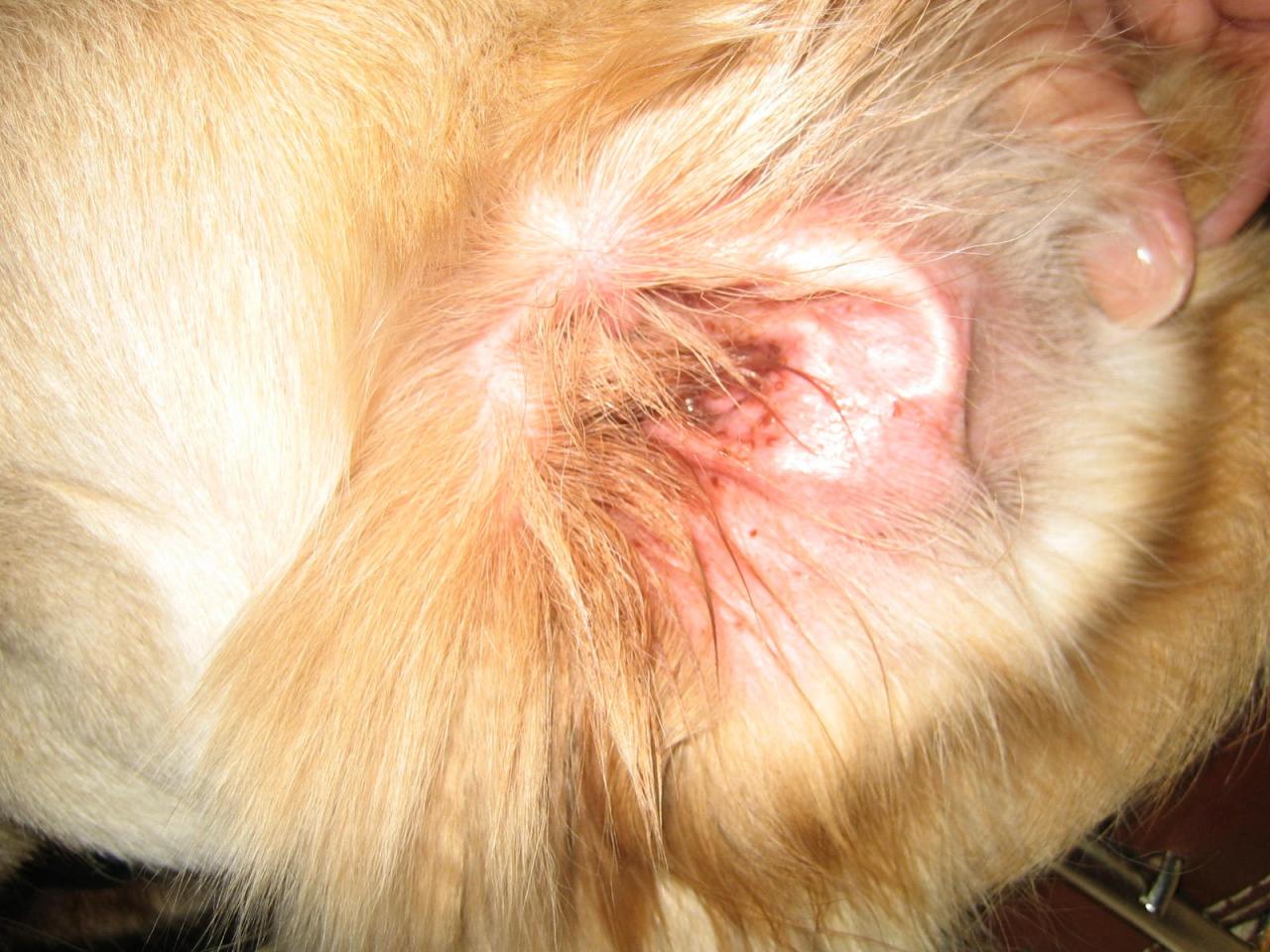 金毛耳朵很脏是怎么回事