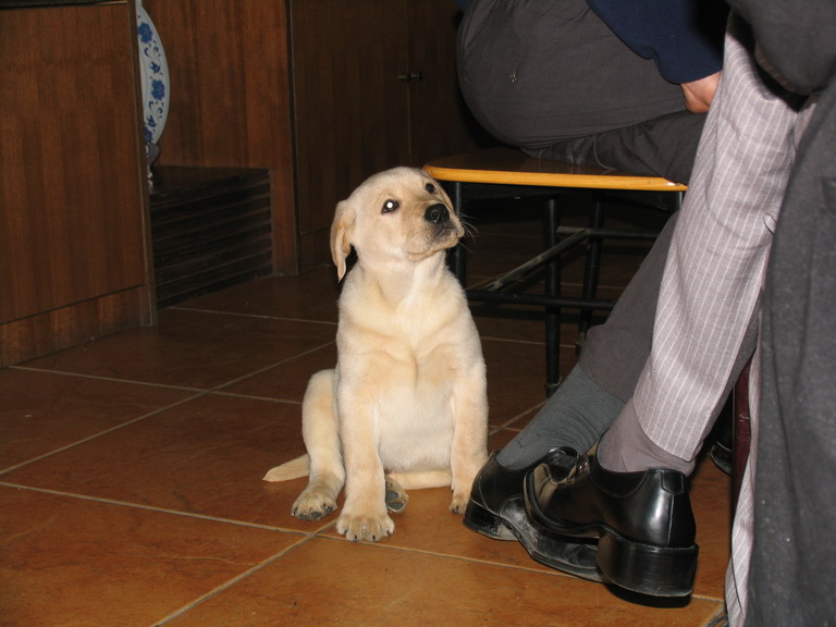 拉布拉多自学成才