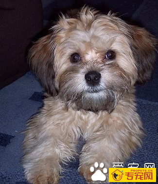 布鲁塞尔粗毛猎犬怎么选 根据外形特征去判定