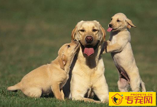 狗狗中毒怎么办?给狗狗解毒的正确方法 狗狗中毒怎么办?给狗狗解毒的正确方法