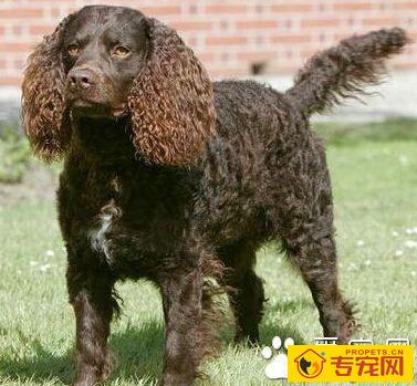 美国水猎犬的寿命 可以活上12年-15年