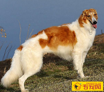 苏俄猎狼犬的性格 该犬举止很优雅