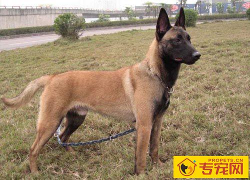 比利时马林诺斯犬聪明吗 排名第22位