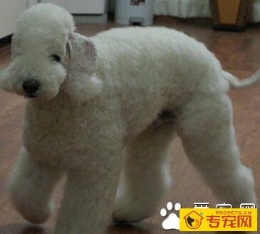 贝灵顿梗的价格 性格与美丽的外表极不相似