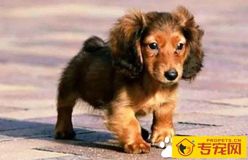 长不大的狗狗品种有哪些 长不大又好养的狗狗品种推荐