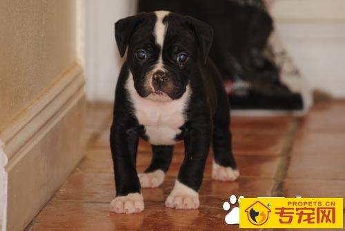 如何预防宠物病 狂犬病的主要症状