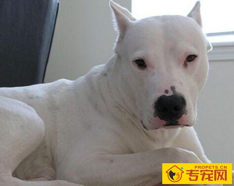 杜高犬性格 对于主人不但谦逊还很友好