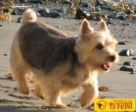 罗威士梗哪里买 买前需了解健康犬的特征