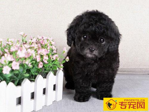 泰迪犬能长多大 告诉你它的标准身材