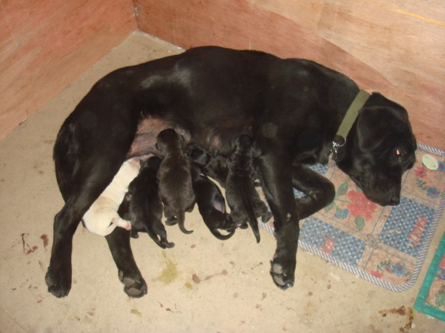 拉布拉多什么时候断奶好