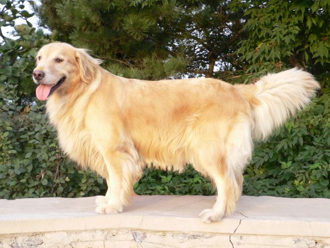 成年金毛犬几月份发情图片介绍