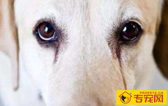 狗狗有泪痕怎么办
