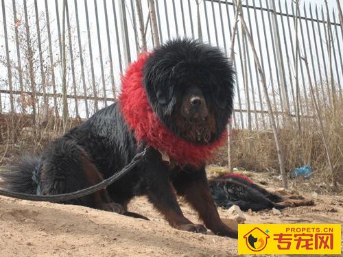 藏獒智商高吗 藏獒智商并不低