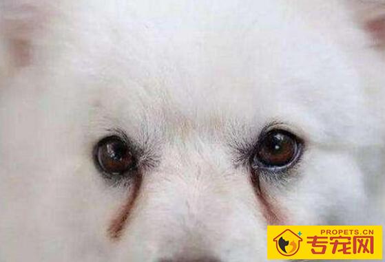 狗狗有泪痕怎么办