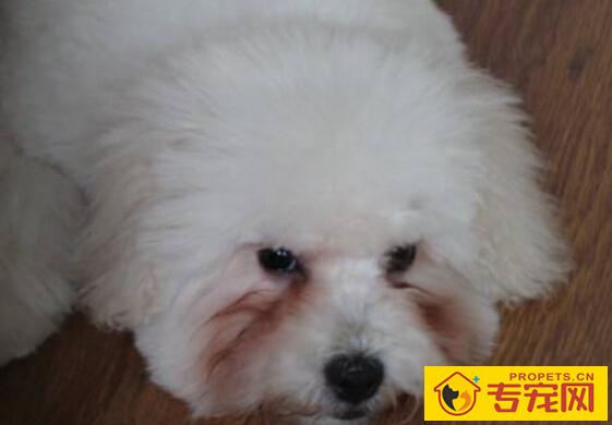 狗狗有泪痕怎么办