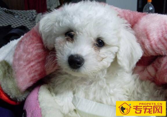 狗狗有泪痕怎么办