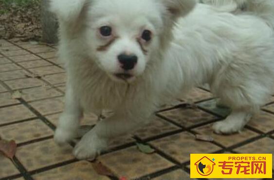 狗狗有泪痕怎么办