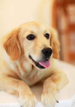 怎么训练金毛猎犬听话