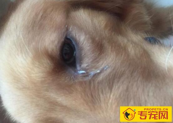狗狗眼睛分泌物粘稠的原因及治疗方法 狗狗眼睛分泌物粘稠的原因及治疗方法