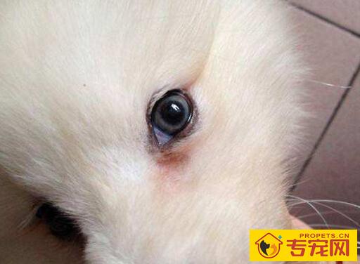 狗狗眼睛分泌物粘稠的原因及治疗方法 狗狗眼睛分泌物粘稠的原因及治疗方法