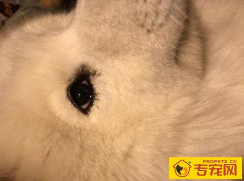 狗狗眼睛分泌物粘稠的原因及治疗方法 狗狗眼睛分泌物粘稠的原因及治疗方法