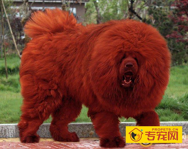 如何进行藏獒的基础训练