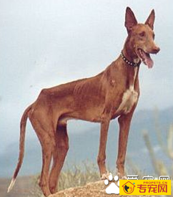 法老王猎犬黏人程度 该犬性格比较独立