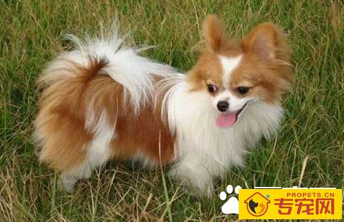 长不大的狗狗品种有哪些 长不大又好养的狗狗品种推荐