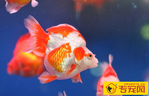 养什么鱼招财 养观赏鱼的几个注意饲养