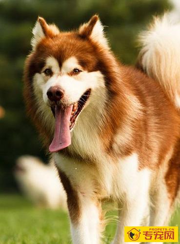 阿拉斯加雪橇犬怎么挑 从毛色鼻子性格爪子来看