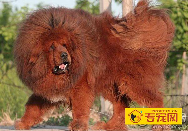 藏獒的品系分类及特征