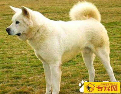 秋田犬和柴犬哪个好 两种犬种各有特点