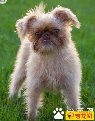 布鲁塞尔粗毛猎犬的特点 是聪明机警充满自信的猎犬