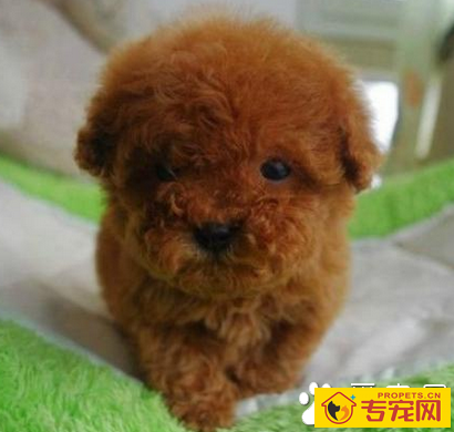 什么小型犬聪明 聪明的狗易适应环境