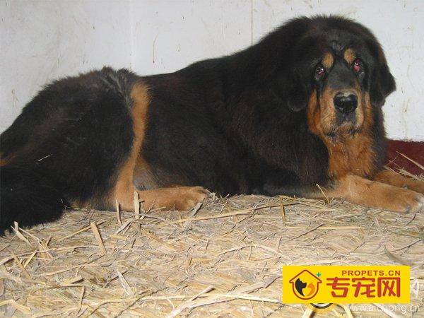 藏獒的繁育理论基础——藏獒的遗