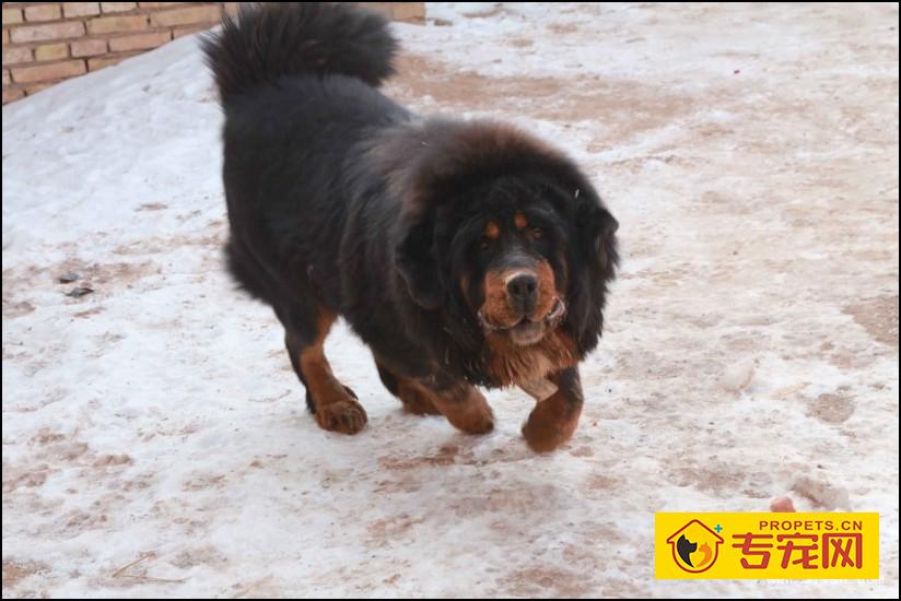 狮形藏獒与虎形藏獒的特点和区别