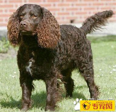 美国水猎犬的性格 友好温顺而且平易近人