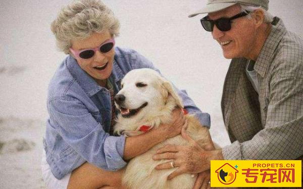 这“6种小狗”，很合适父母喂养，你要想选哪一种狗送父母呢？