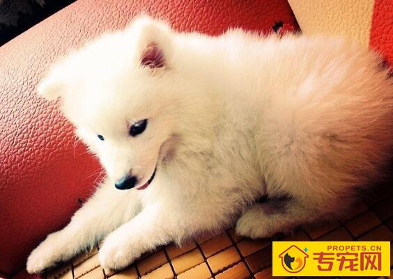 怎样防治犬布氏杆菌病? 怎样防治犬布氏杆菌病?