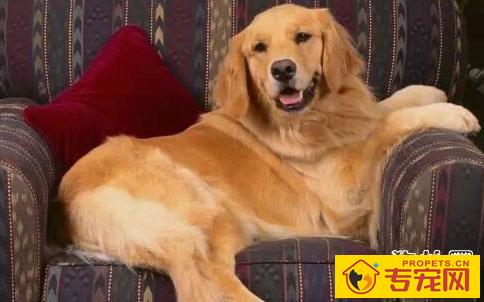 犬肉毒梭菌毒素中毒是怎么回事? 犬肉毒梭菌毒素中毒是怎么回事?