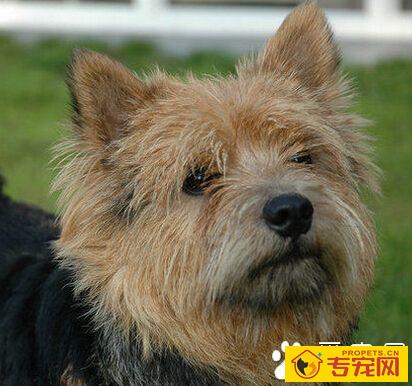 罗威士梗的寿命 最长的寿命能够活15年