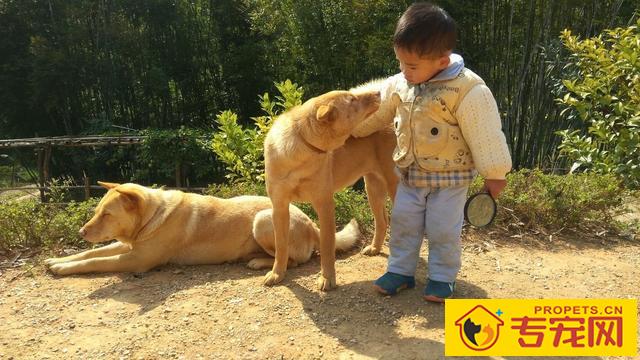 这“6种小狗”，很合适父母喂养，你要想选哪一种狗送父母呢？