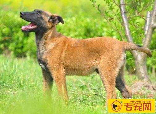 犬疥螨病的症状及治疗方法